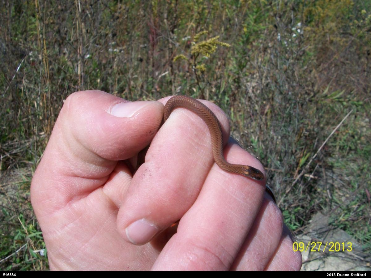 Red-bellied Snake