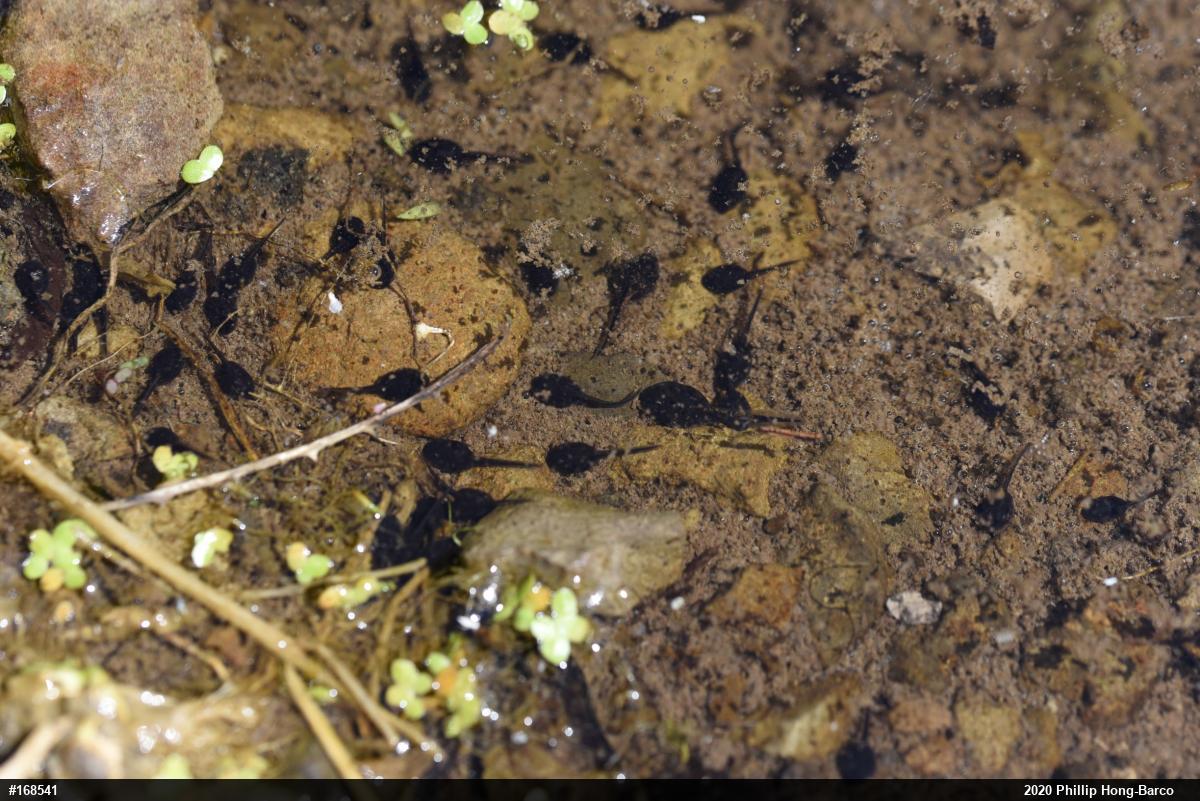 True Toads