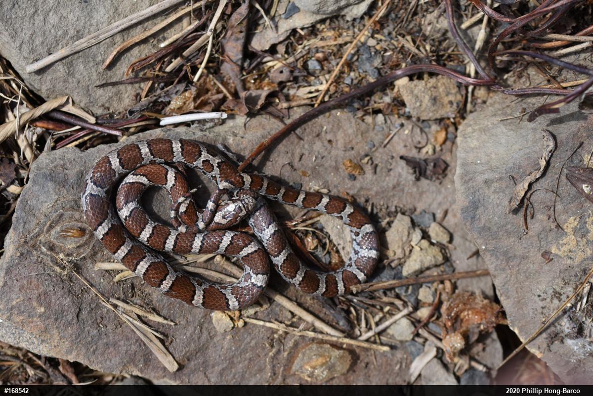 Eastern Milksnake