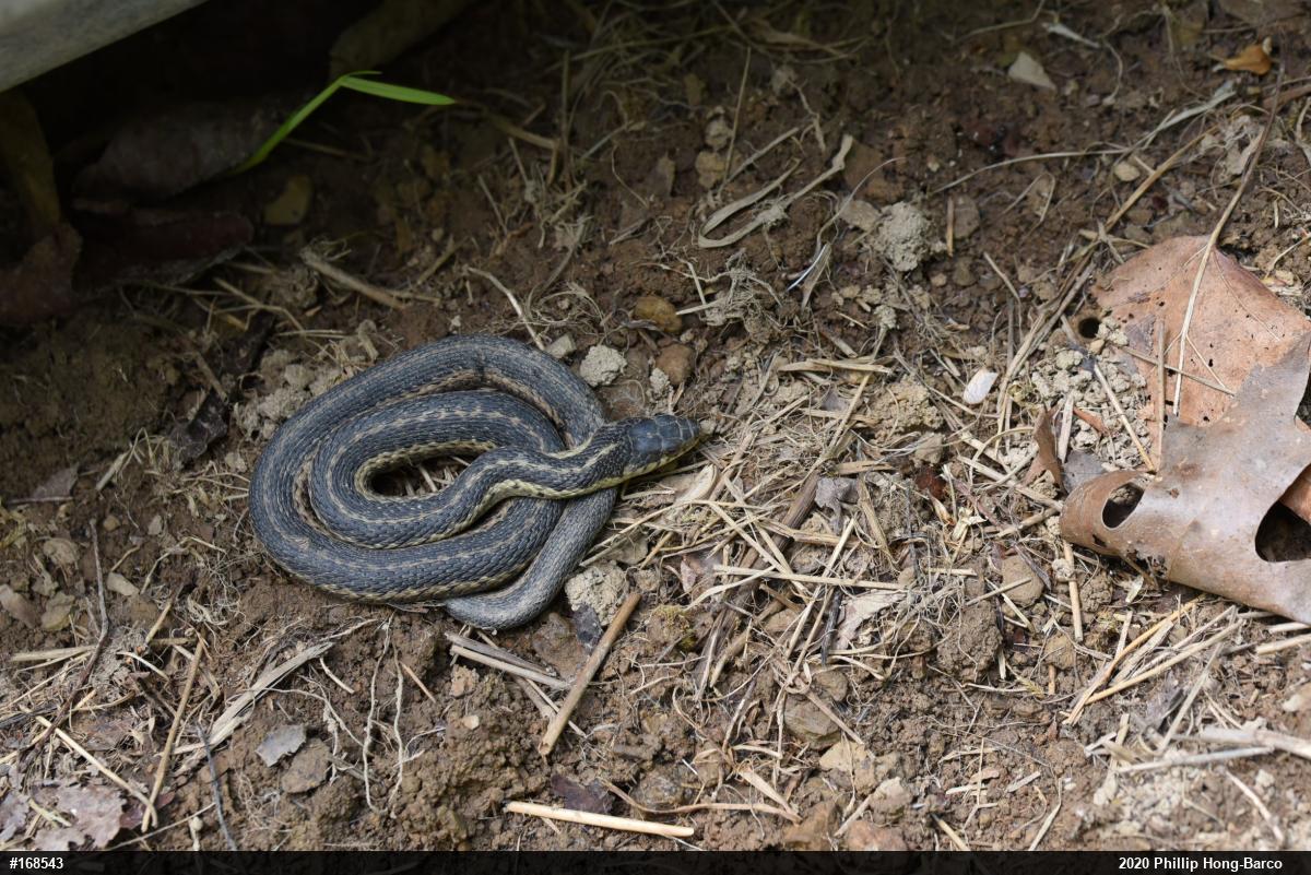 Eastern Gartersnake
