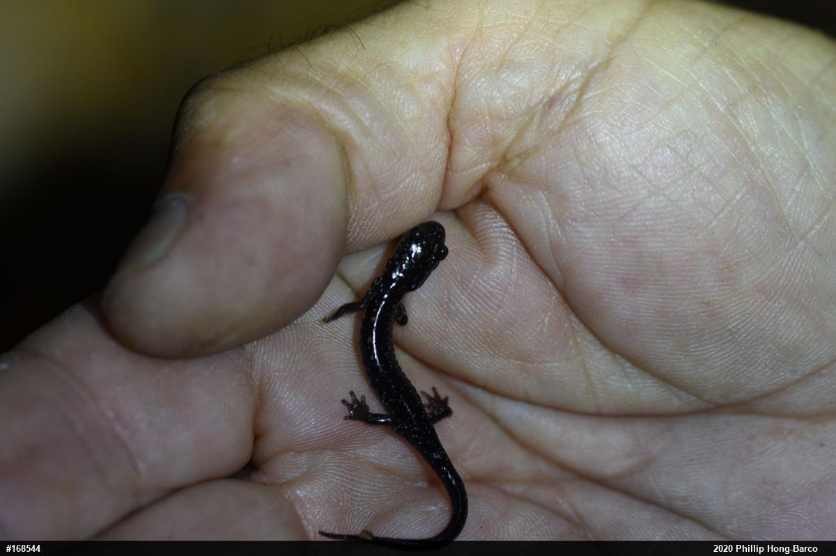 Woodland Salamanders