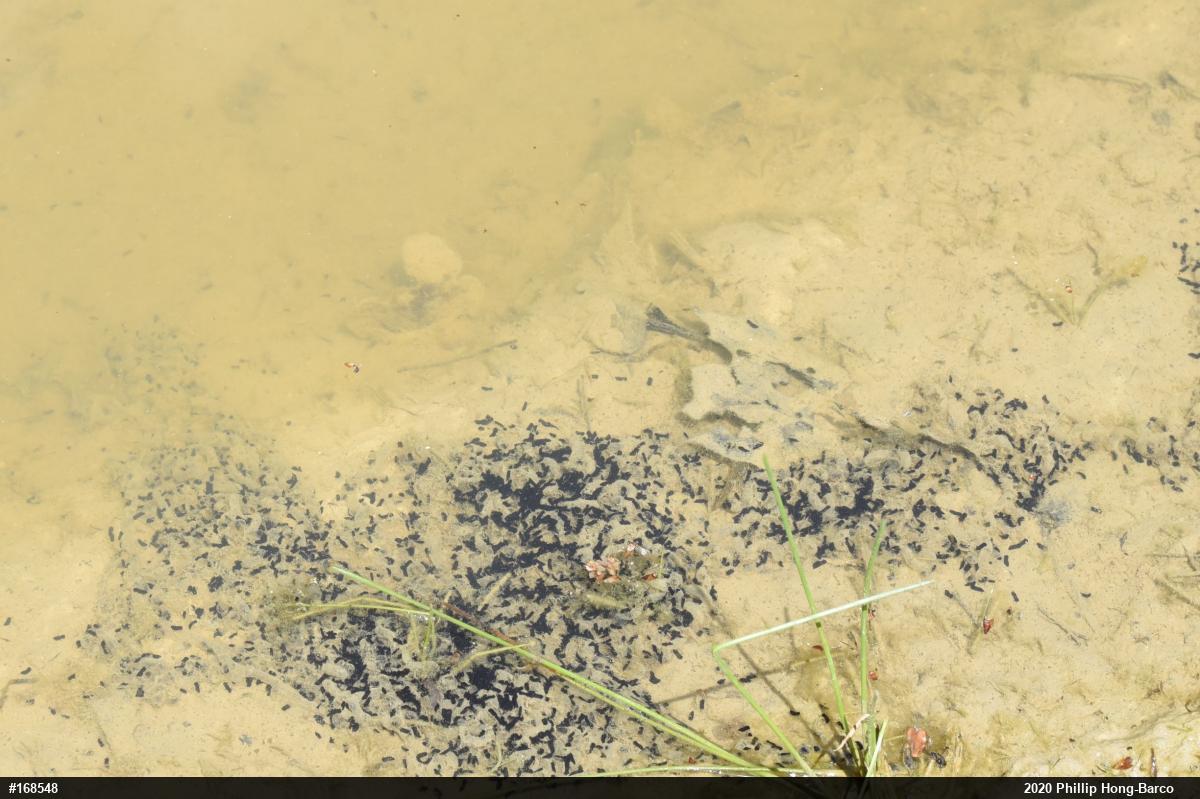 Eastern American Toad