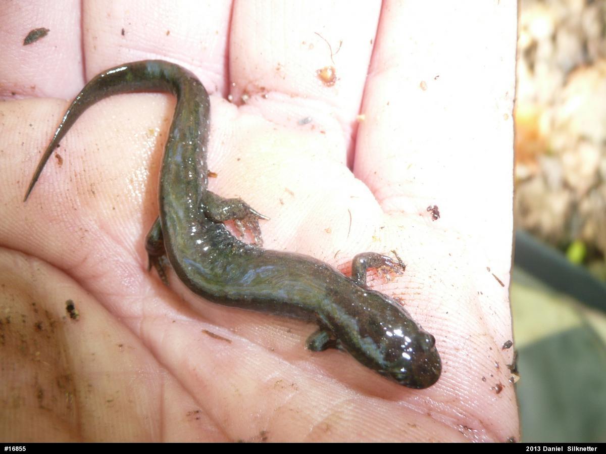 Northern Dusky Salamander