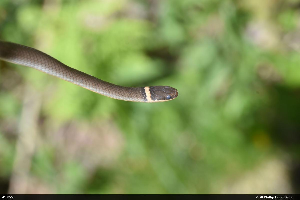 Northern Ring-necked Snake