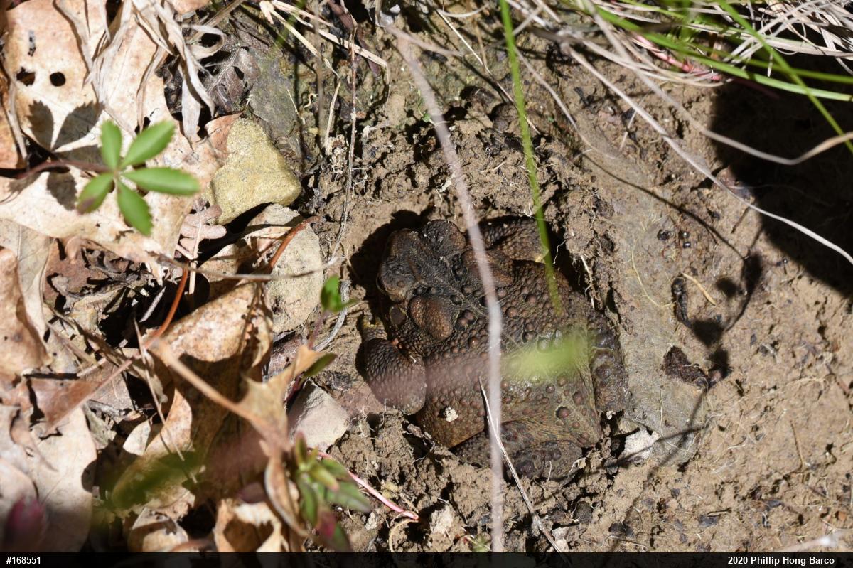 Eastern American Toad