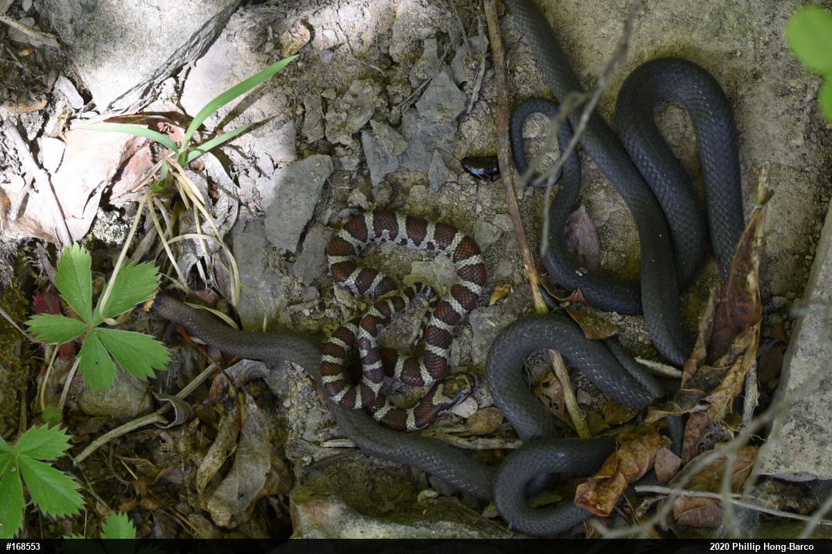 Northern Ring-necked Snake