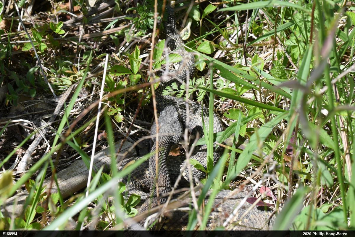 Timber Rattlesnake