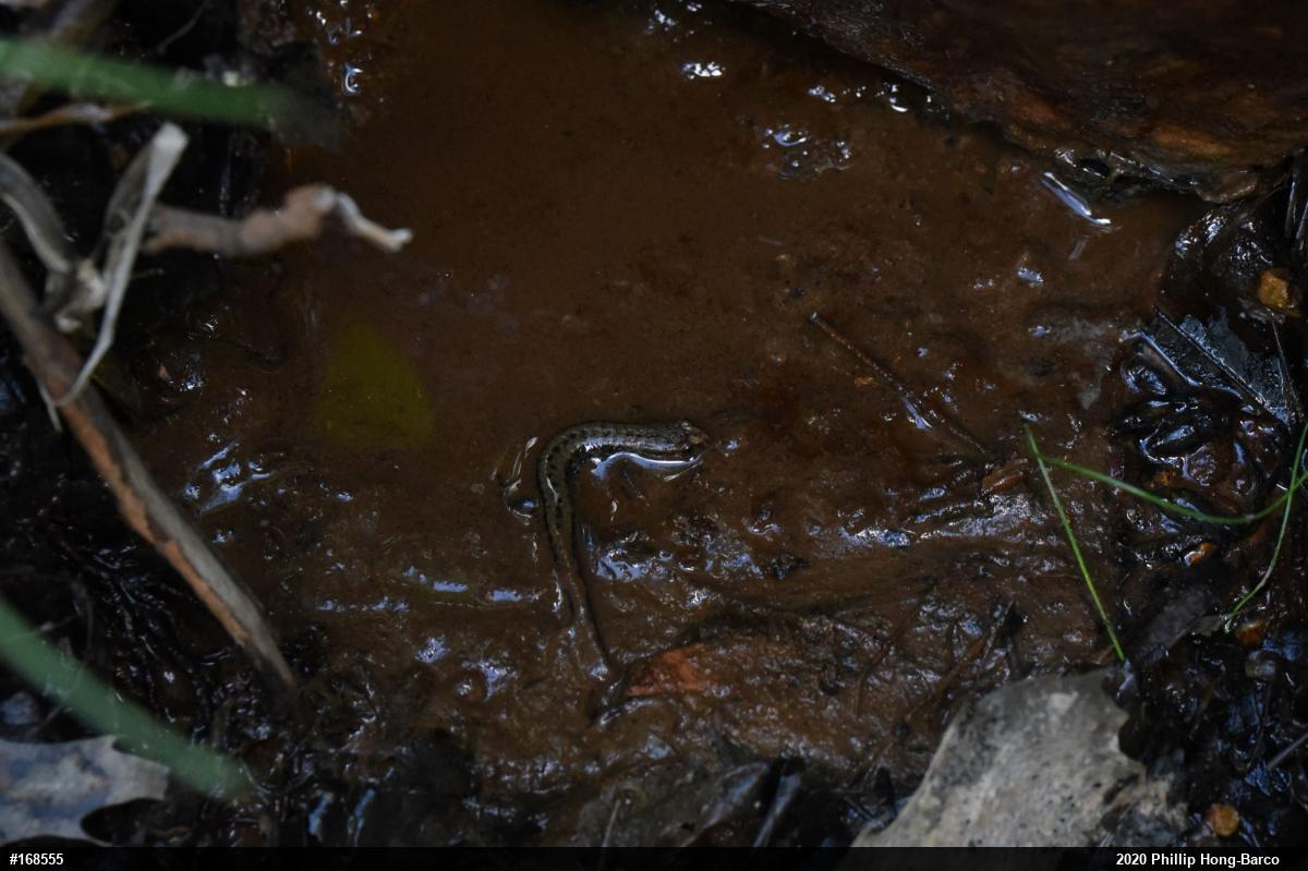 Allegheny Mountain Dusky Salamander