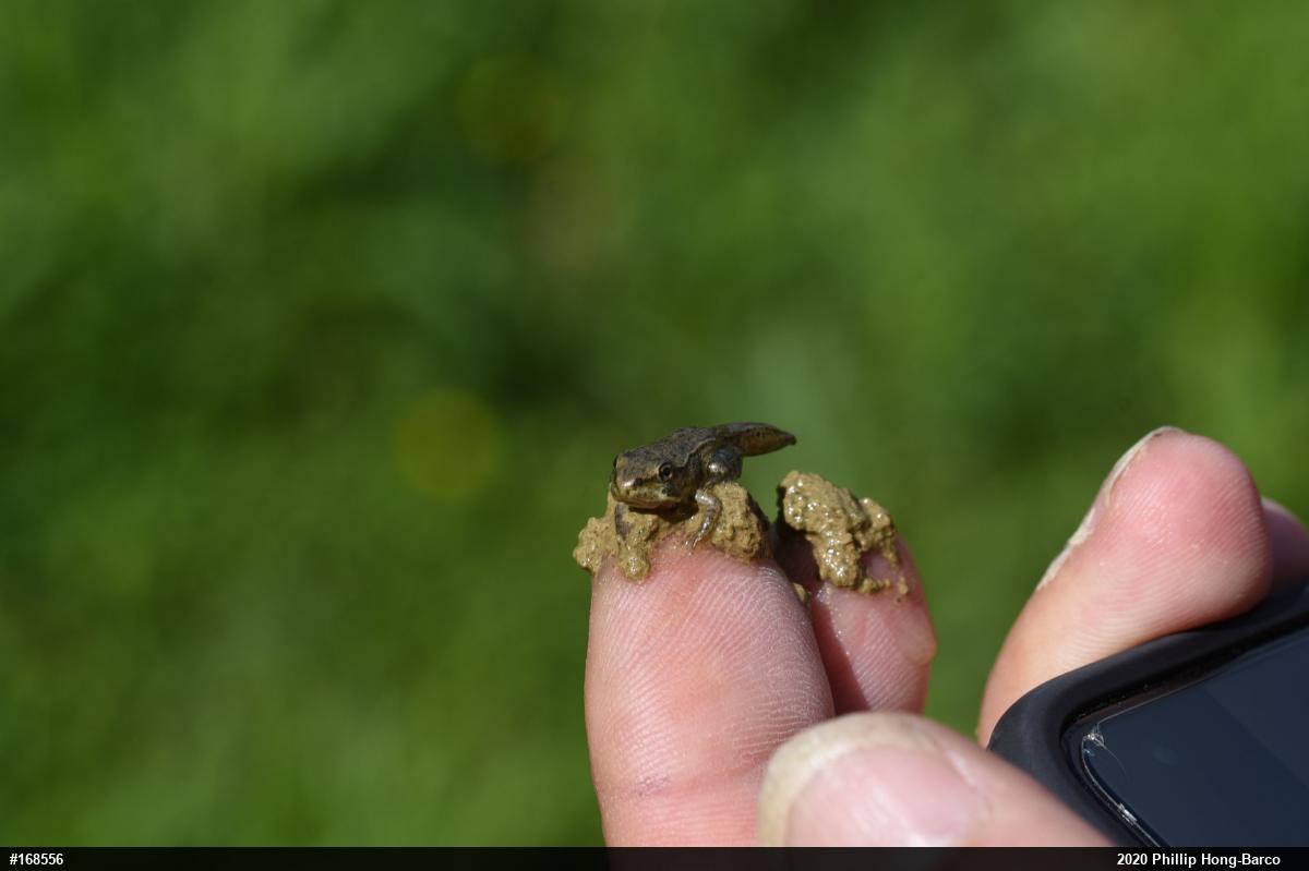 Wood Frog