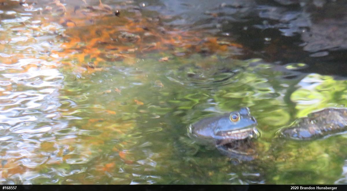 American Bullfrog