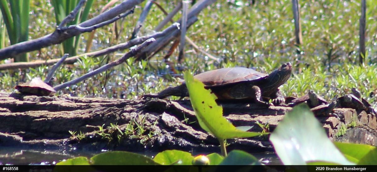 Northern Map Turtle