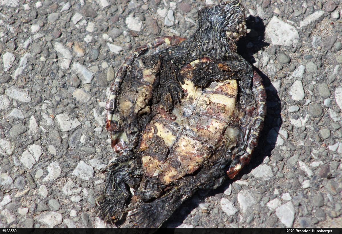 Northern Map Turtle