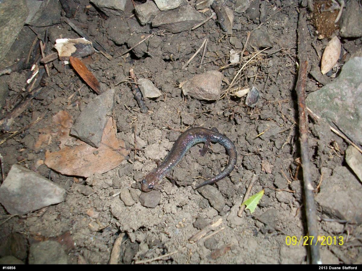 Eastern Red-backed  Salamander