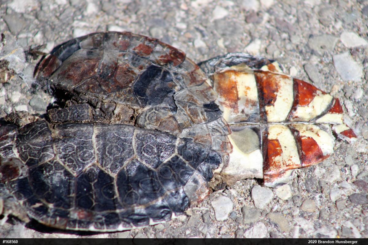 Northern Map Turtle