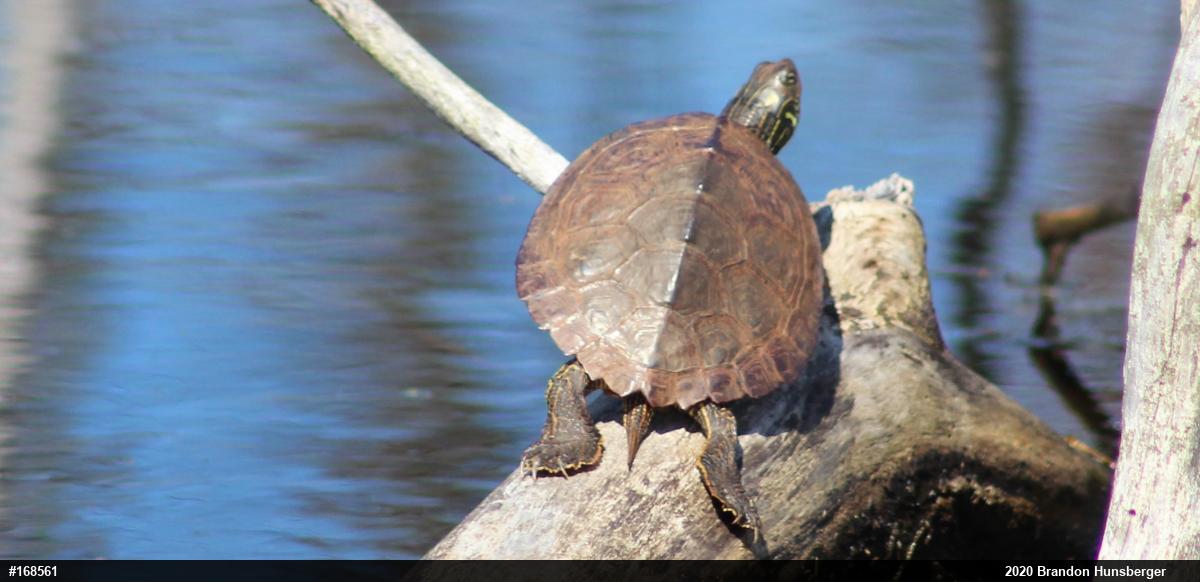 Northern Map Turtle