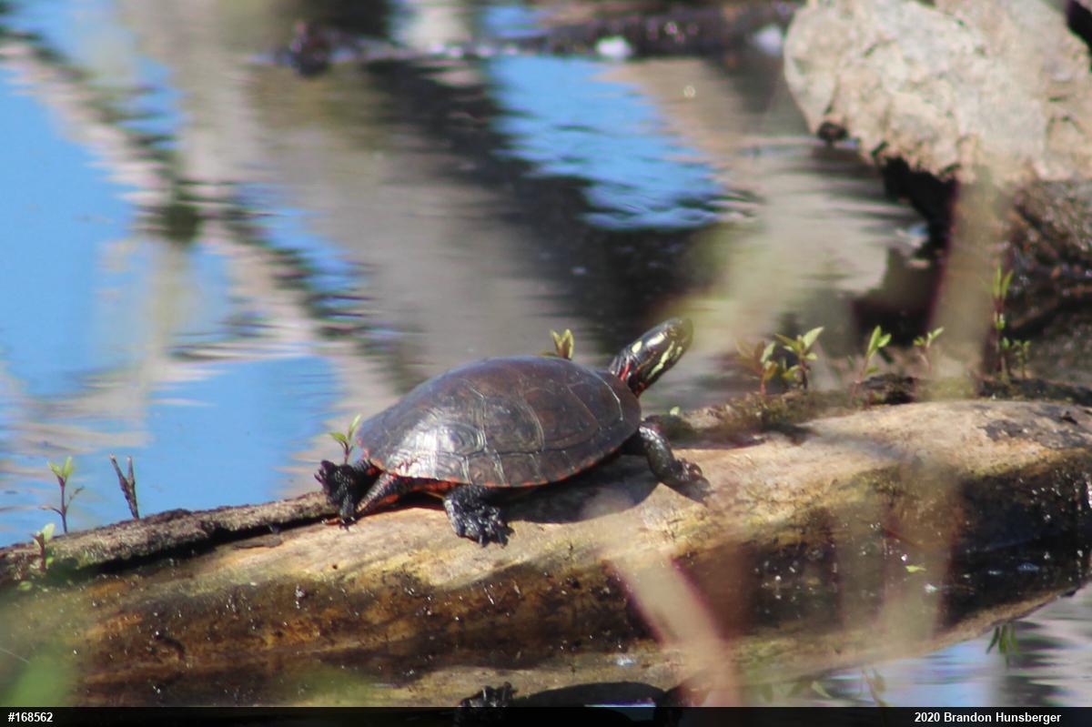 Midland Painted Turtle