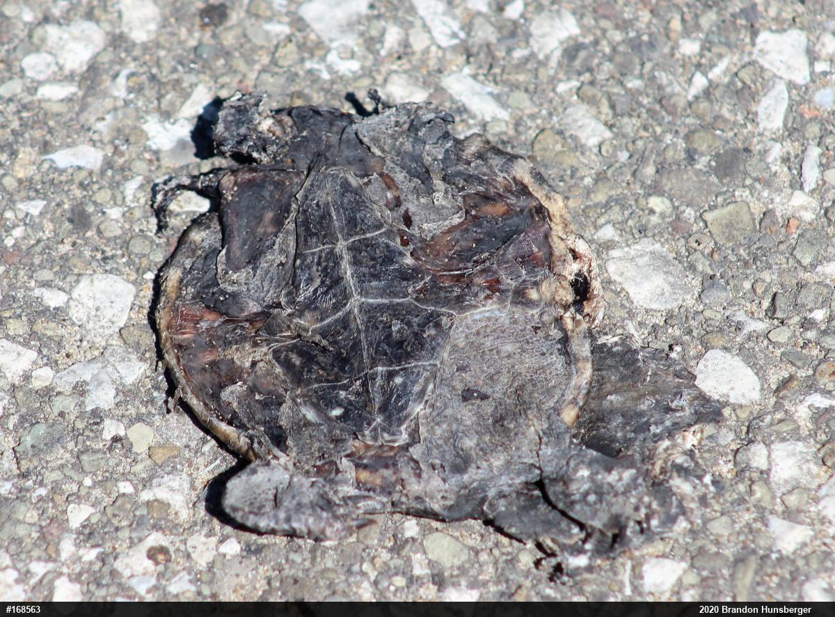 Snapping Turtle