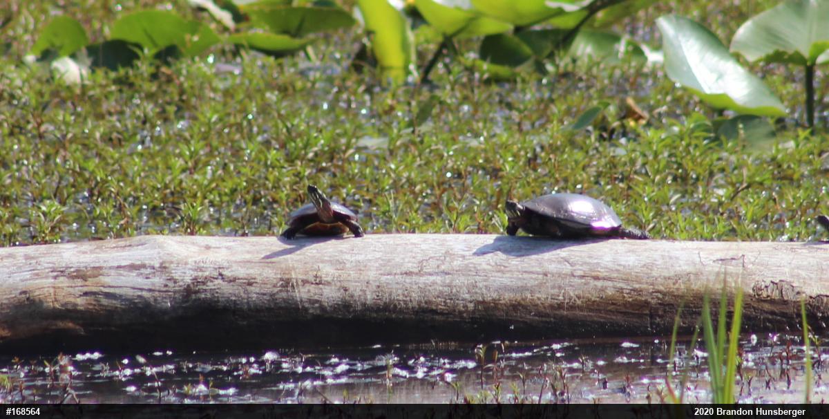 Painted Turtle