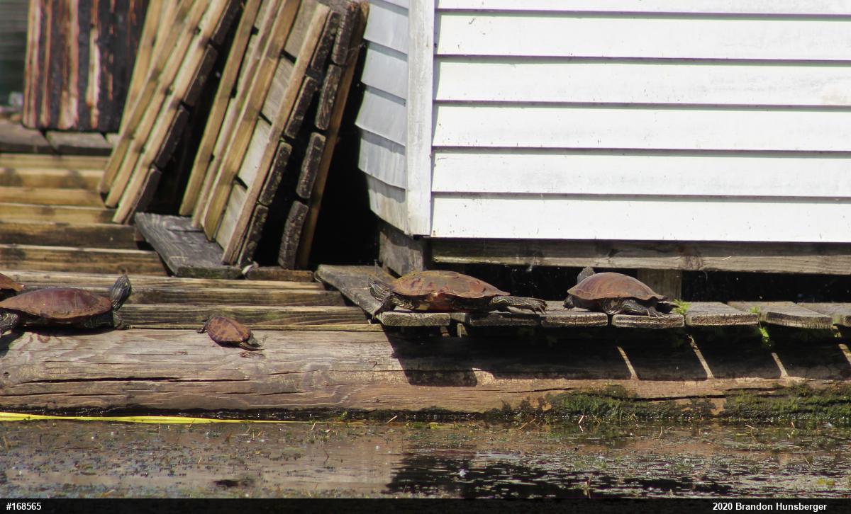 Northern Map Turtle