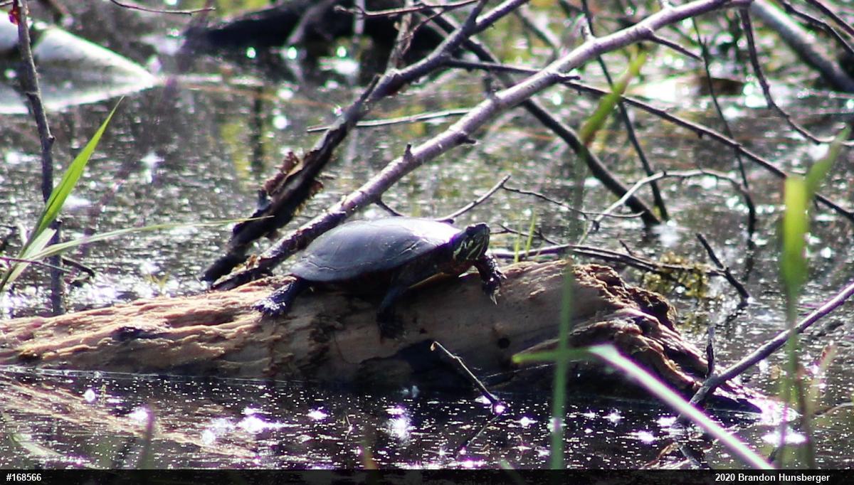 Midland Painted Turtle