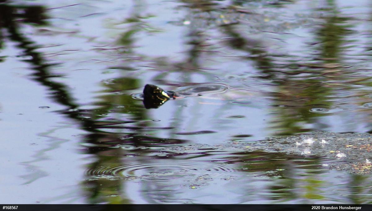 Painted Turtle