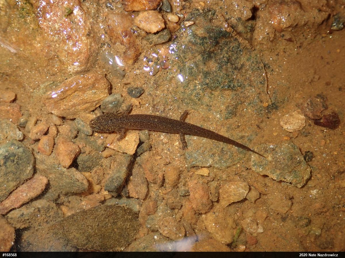 Northern Red Salamander