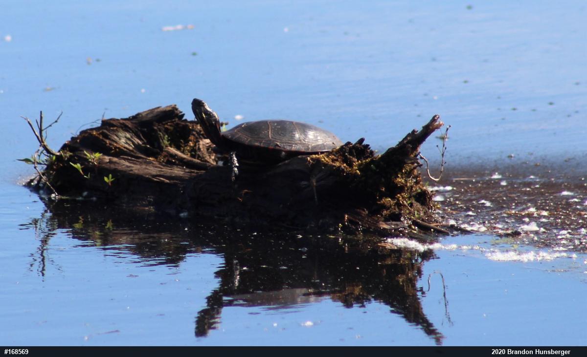 Painted Turtle