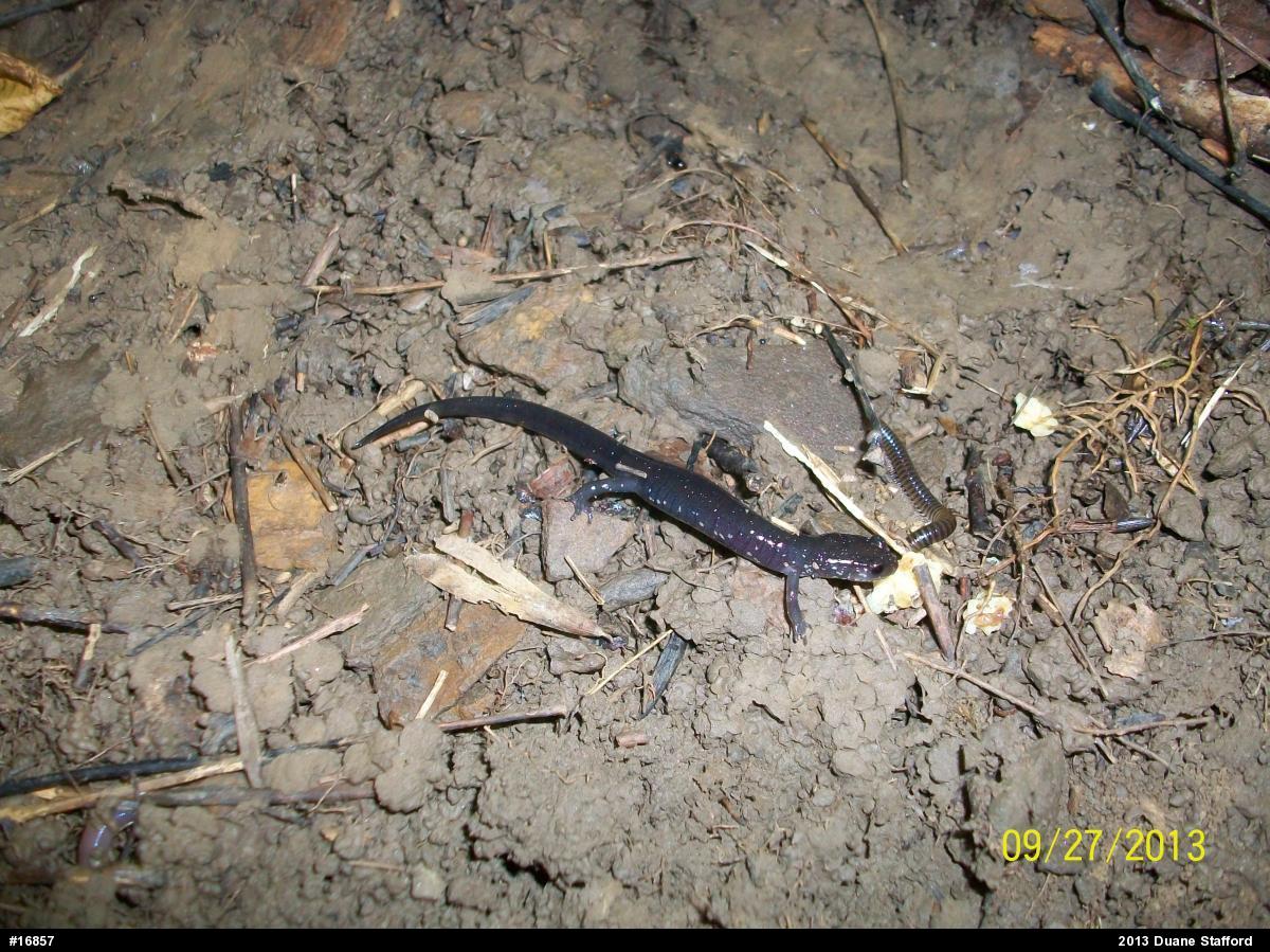 Wehrle's Salamander