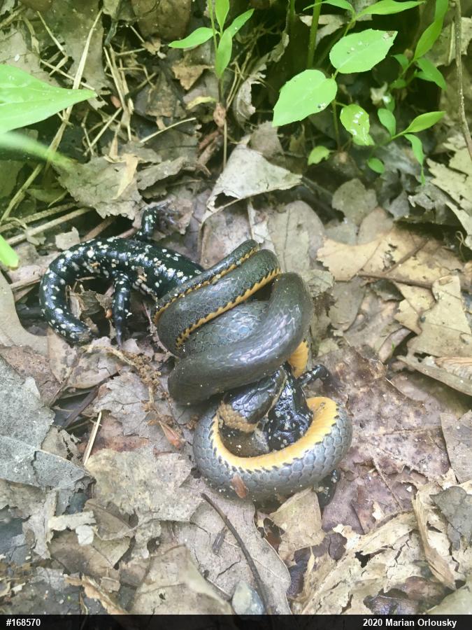 Northern Slimy Salamander