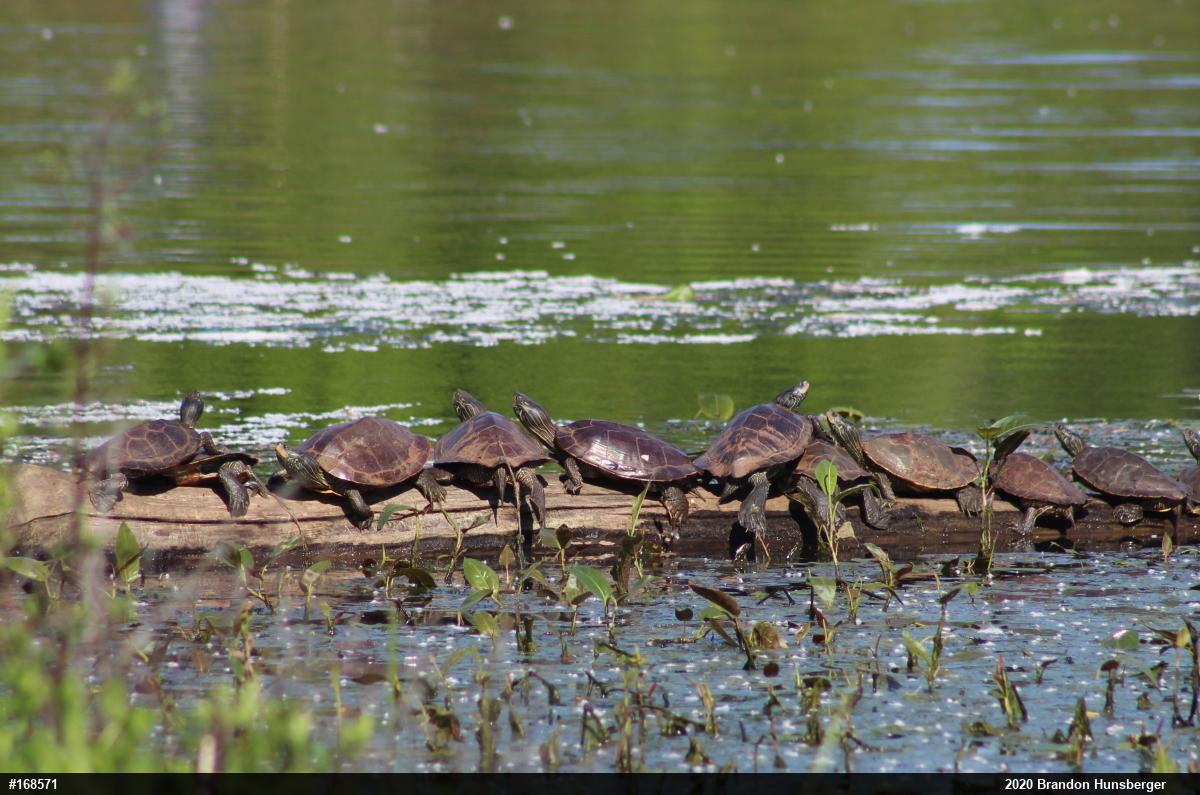 Northern Map Turtle