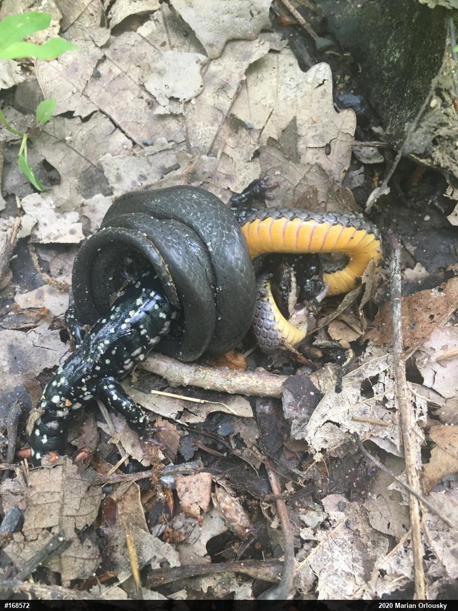 Northern Ring-necked Snake