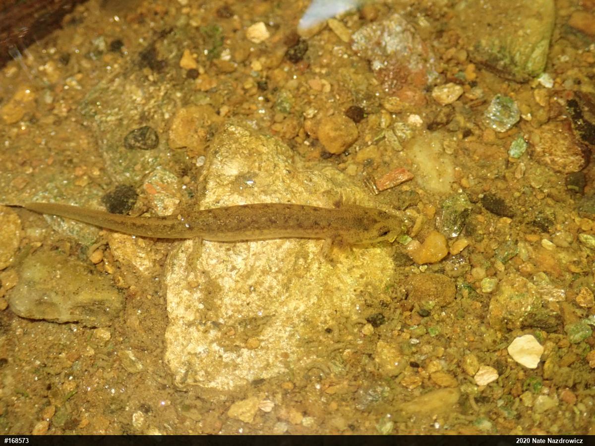 Northern Two-lined Salamander