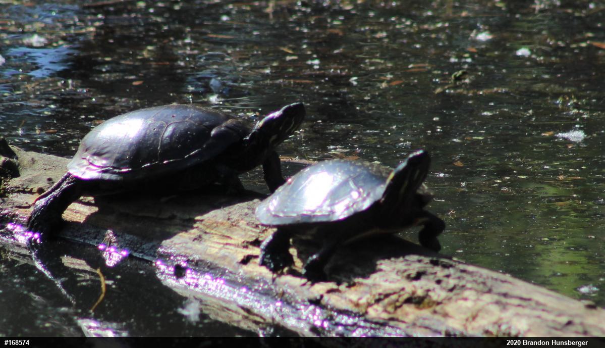 Midland Painted Turtle