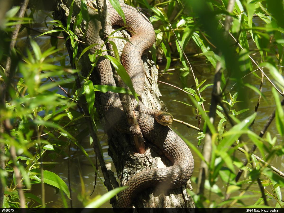 Northern Watersnake