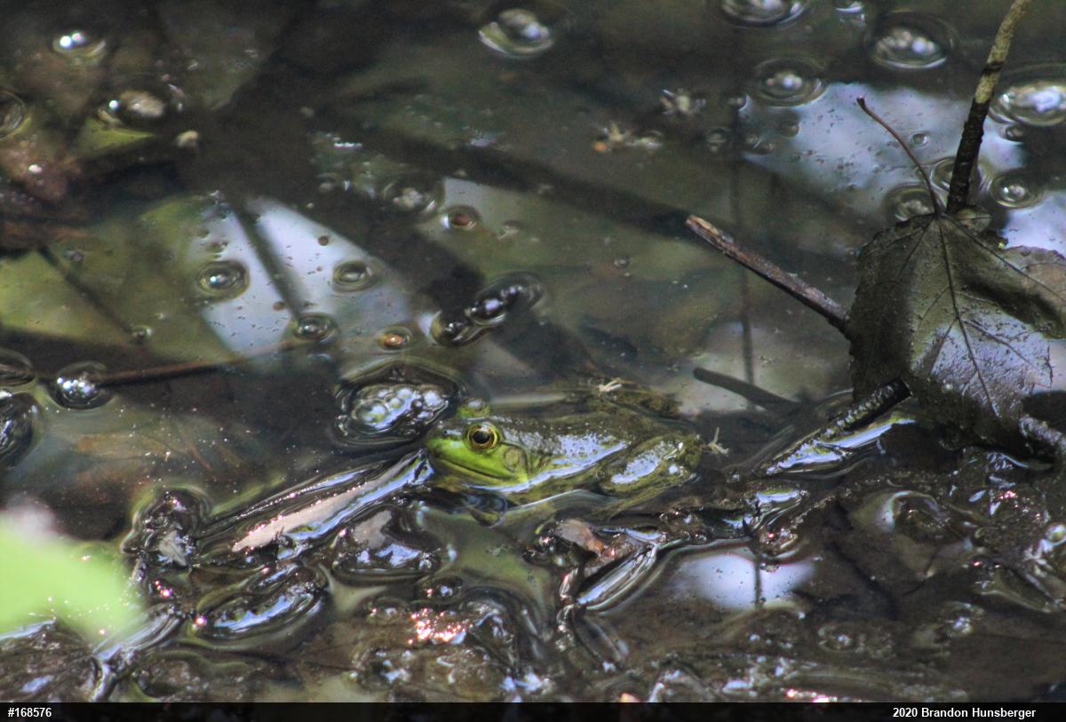American Bullfrog