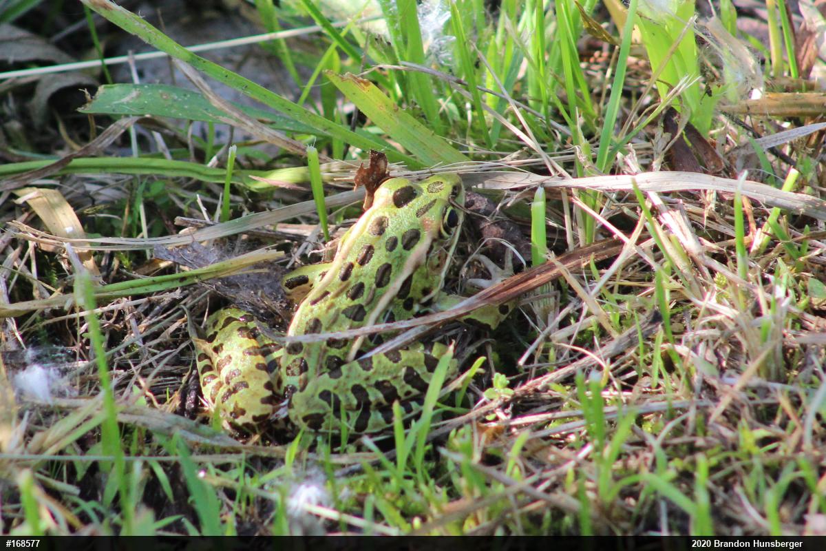 Northern Leopard Frog