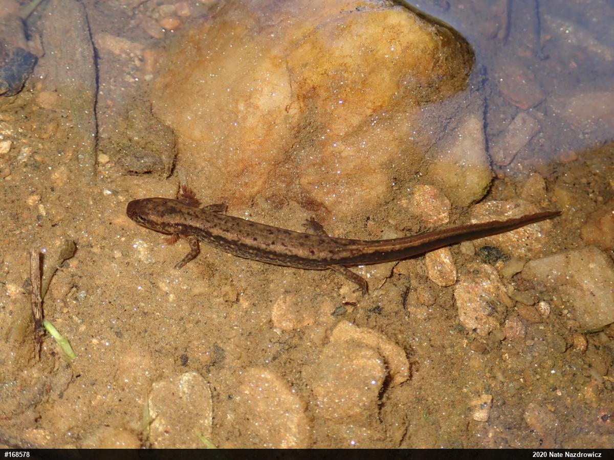 Northern Two-lined Salamander