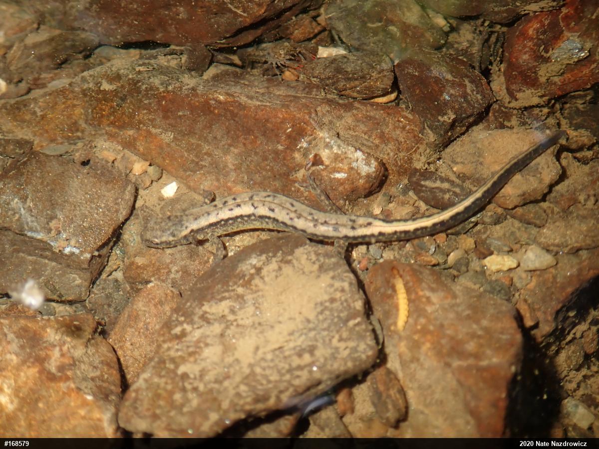 Northern Two-lined Salamander