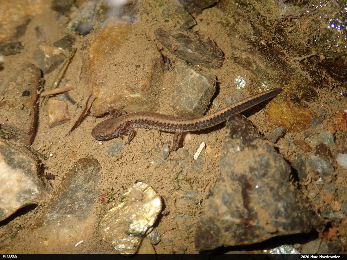 Eastern Long-tailed Salamander