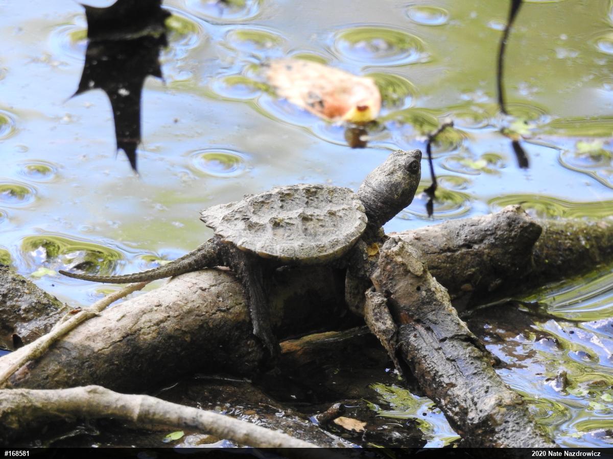 Snapping Turtle