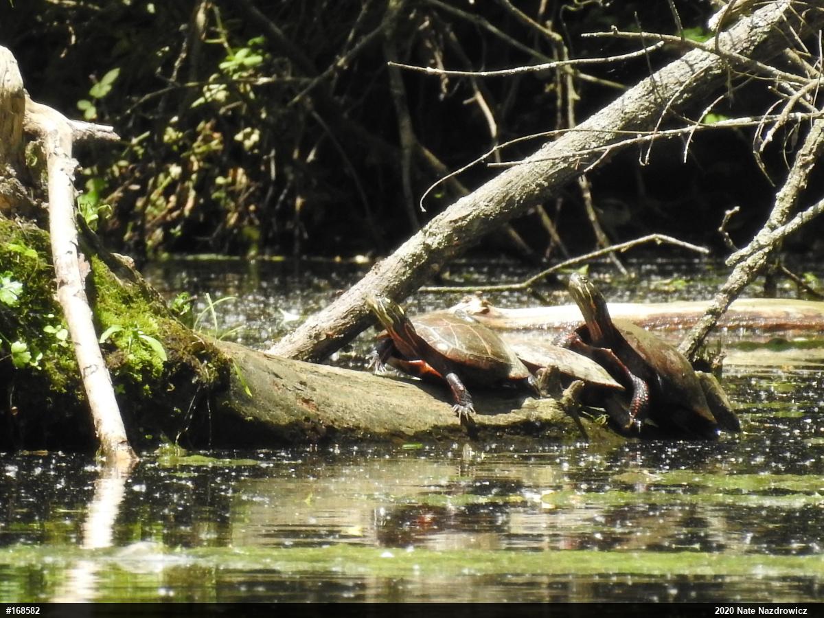 Painted Turtle