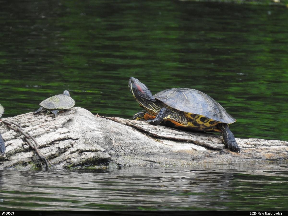 Red-eared Slider