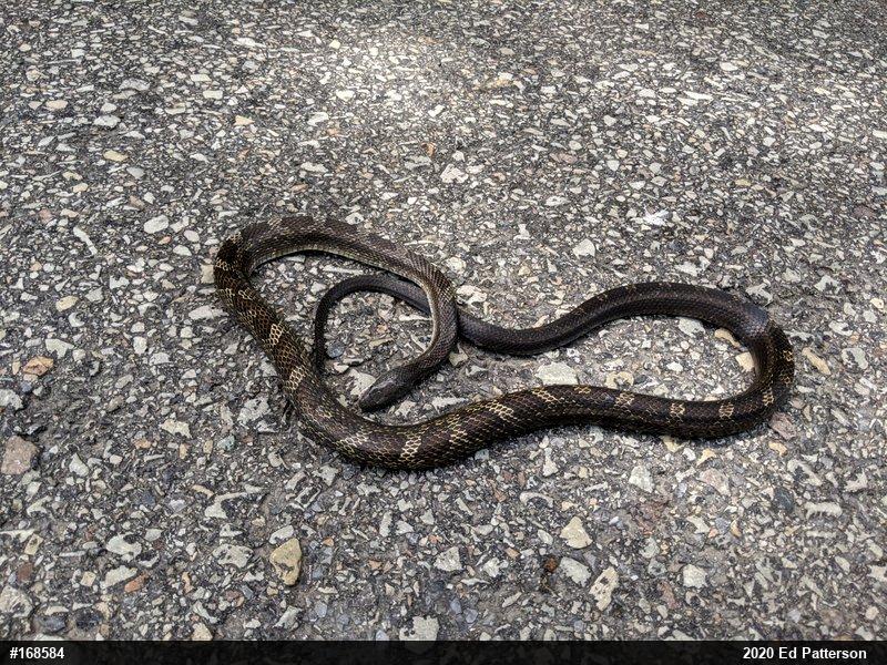 Eastern Ratsnake