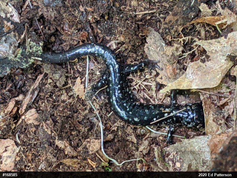 Northern Slimy Salamander