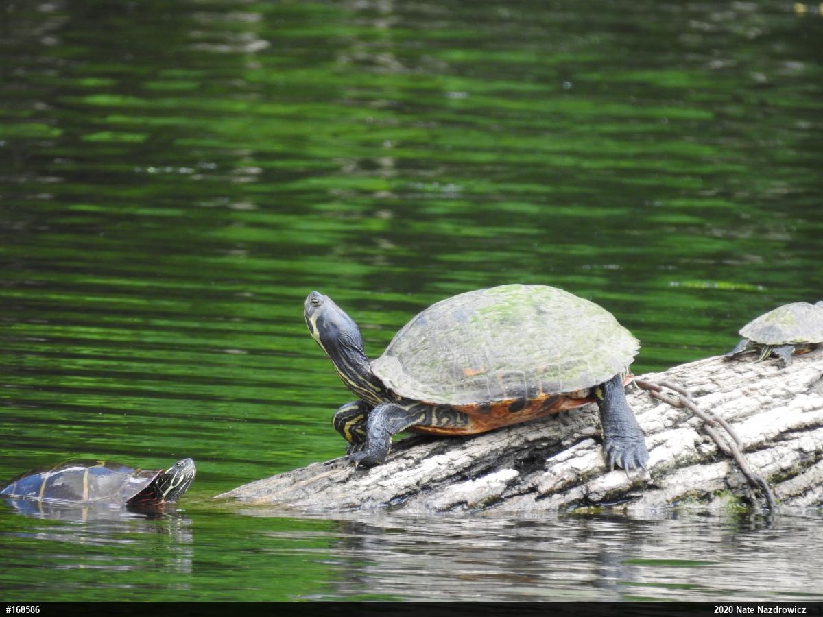 Yellow-bellied Slider