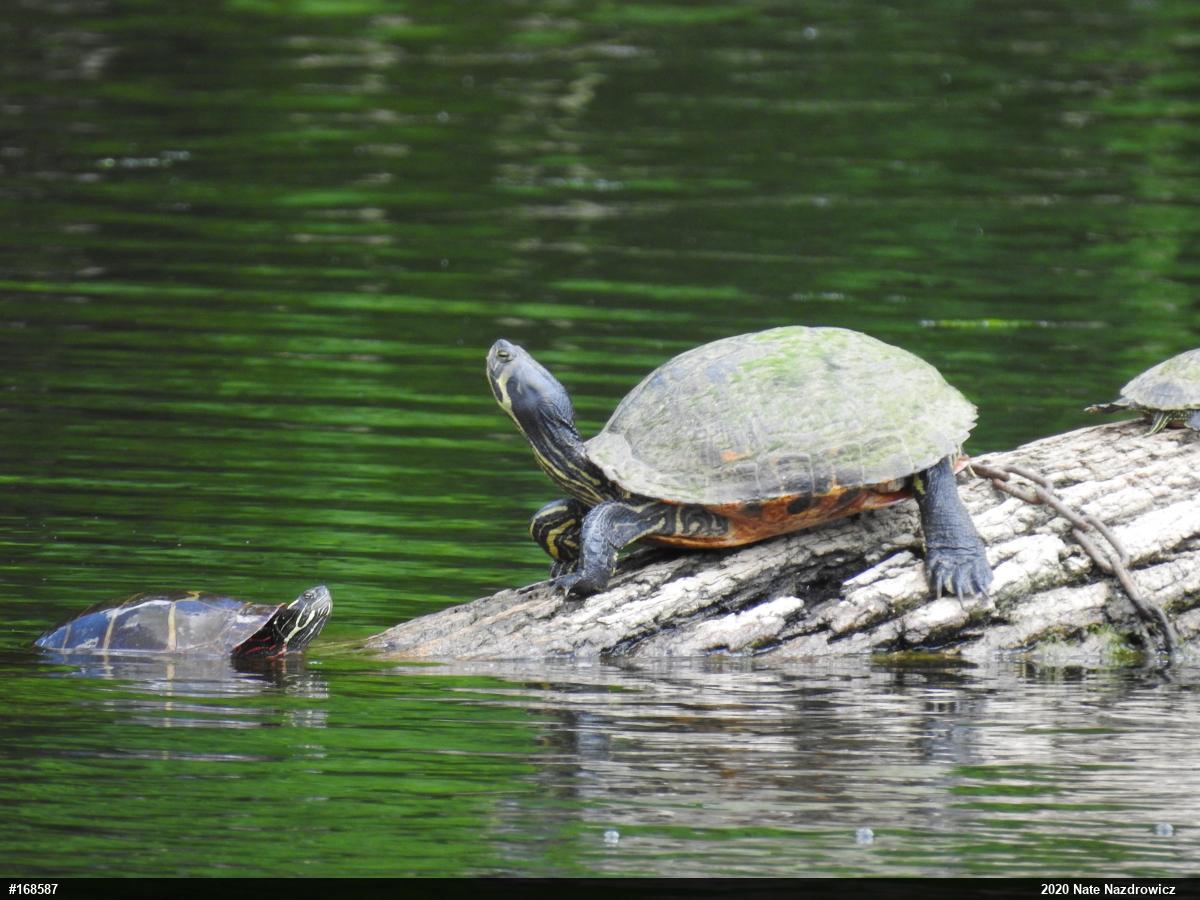 Eastern Painted Turtle