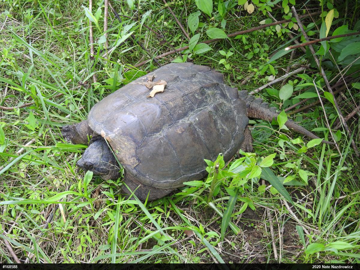 Snapping Turtle