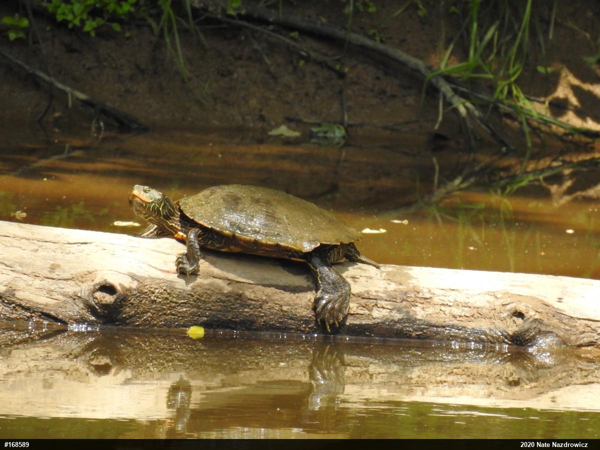 Northern Map Turtle