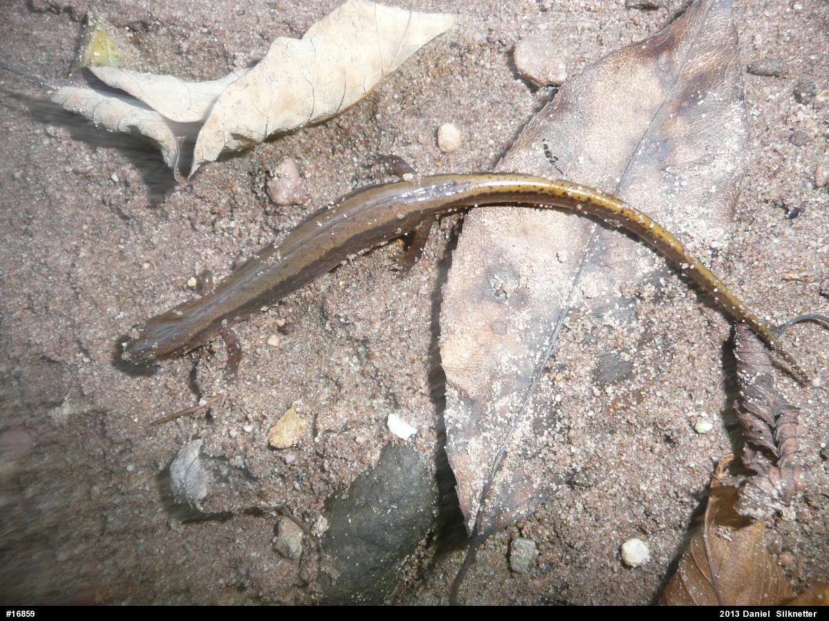 Northern Two-lined Salamander