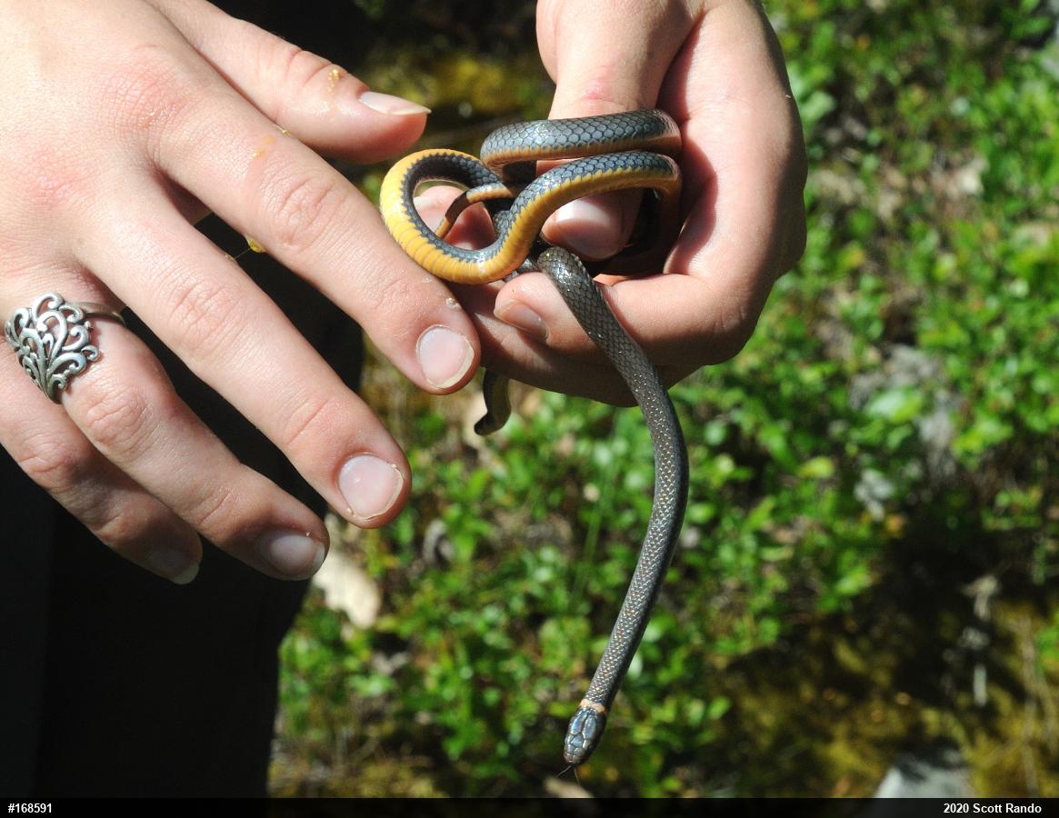 Northern Ring-necked Snake